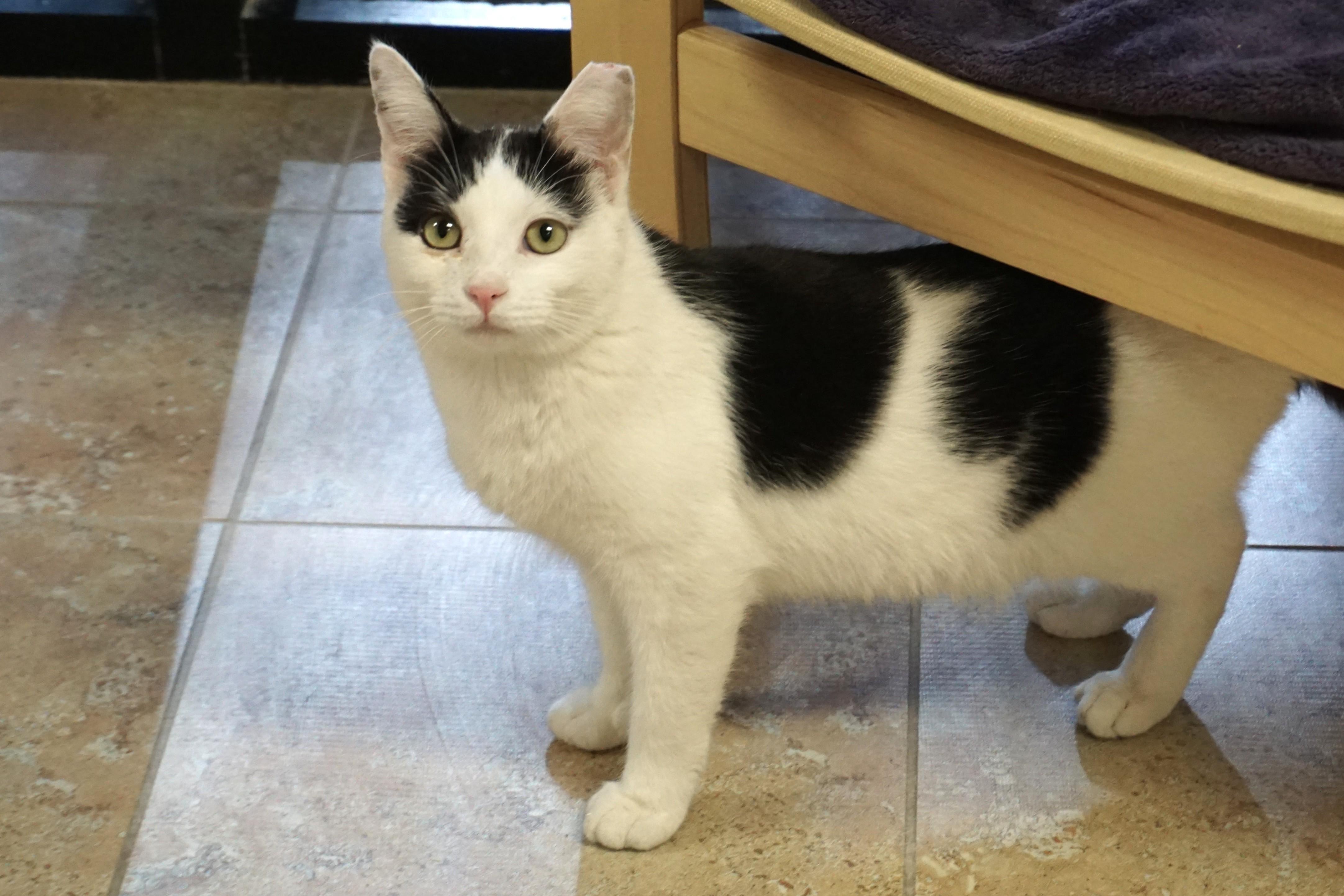 Enlarge Spencer Beau, an adopted Domestic Short Hair in Fountain Hills, AZ image 2/6