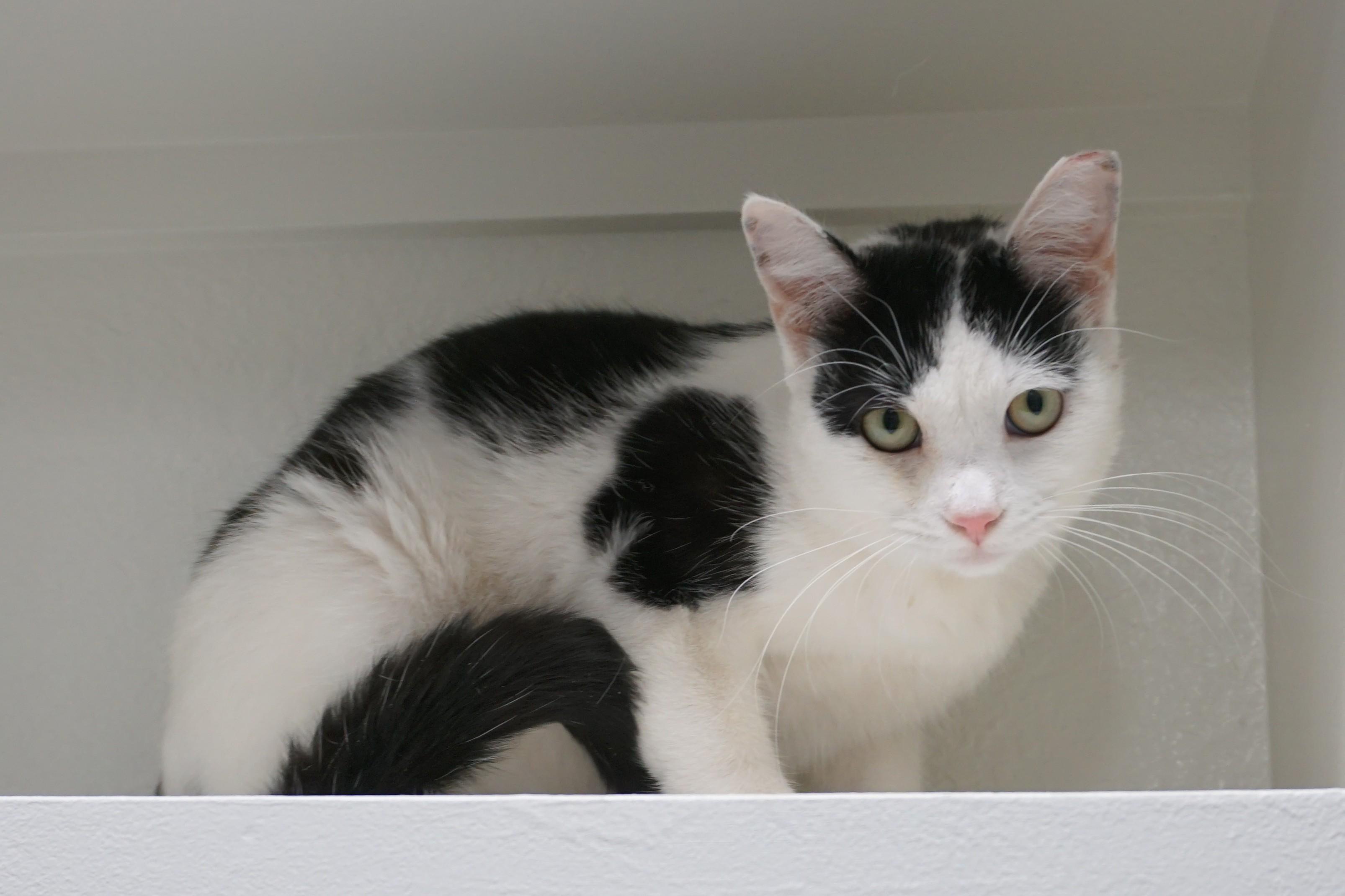 Enlarge Spencer Beau, an adopted Domestic Short Hair in Fountain Hills, AZ image 5/6