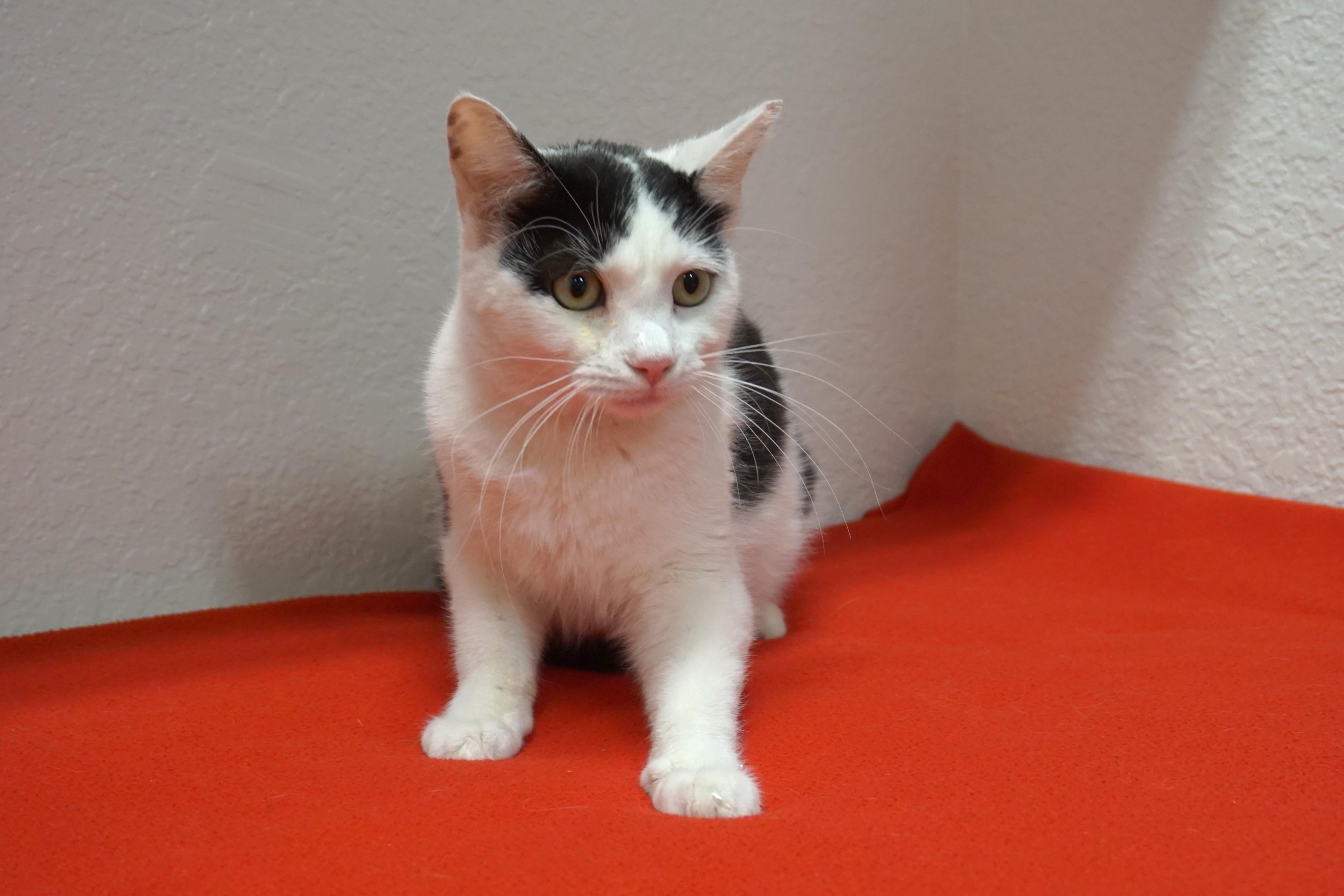 Enlarge Spencer Beau, an adopted Domestic Short Hair in Fountain Hills, AZ image 6/6