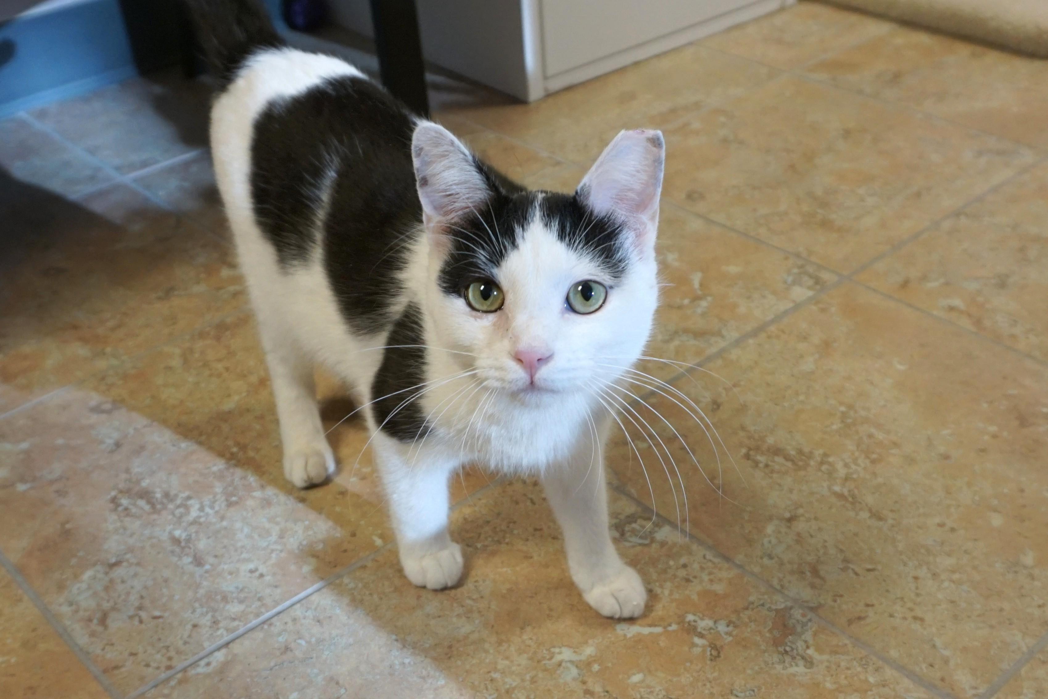 Enlarge Spencer Beau, an adopted Domestic Short Hair in Fountain Hills, AZ image 1/6