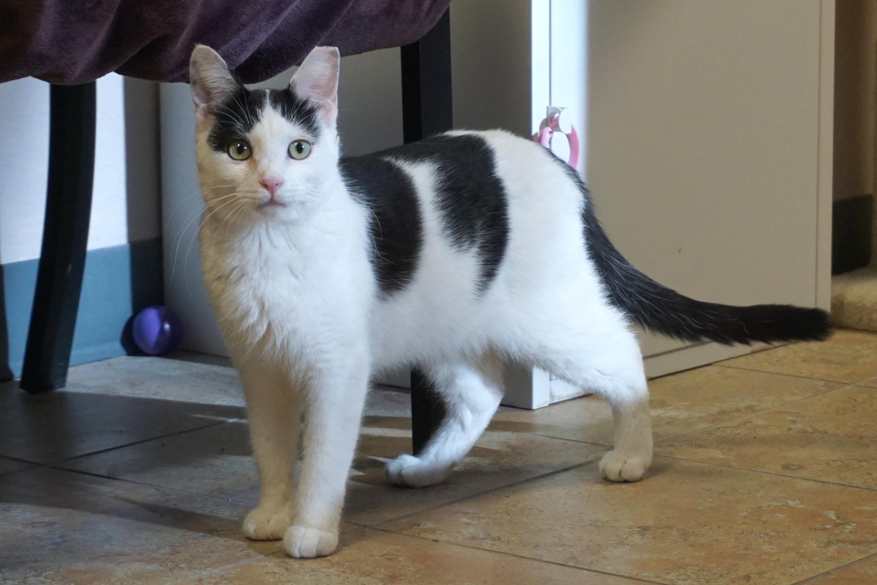 Enlarge Spencer Beau, an adopted Domestic Short Hair in Fountain Hills, AZ image 3/6