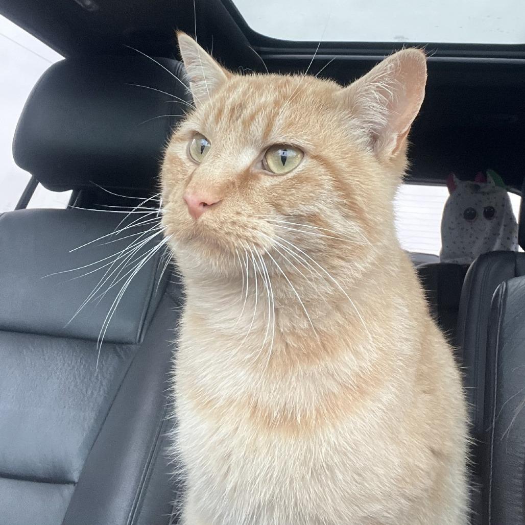Enlarge Imposter, a Adoptable Domestic Short Hair in Milan, IL image 1/3