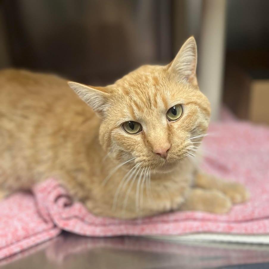 Enlarge Imposter, a Adoptable Domestic Short Hair in Milan, IL image 2/3