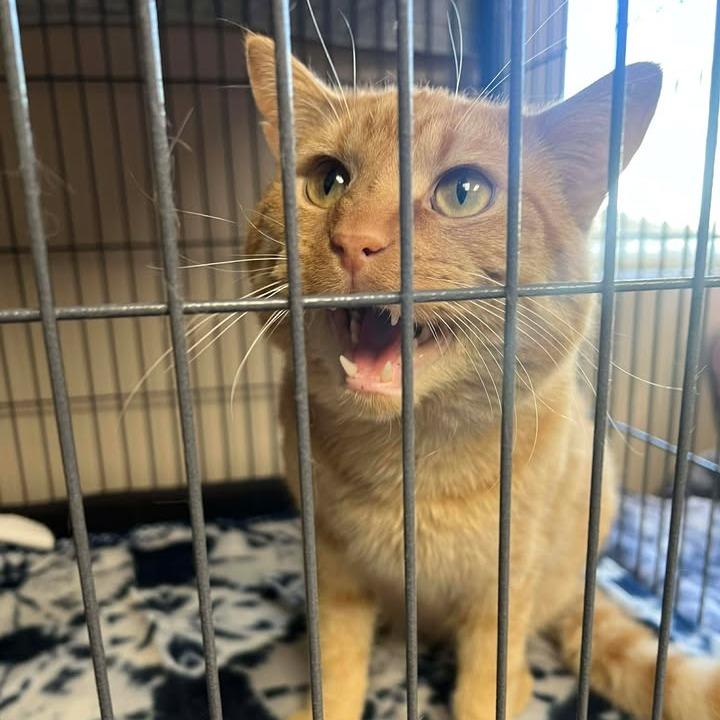 Enlarge Imposter, a Adoptable Domestic Short Hair in Milan, IL image 3/3