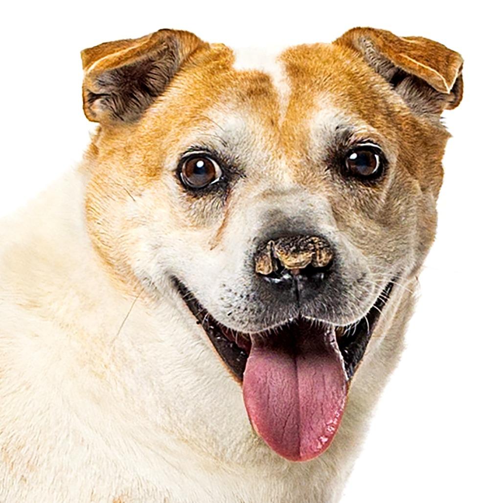 Peanut, Adoptable, Senior Male Mixed Breed.