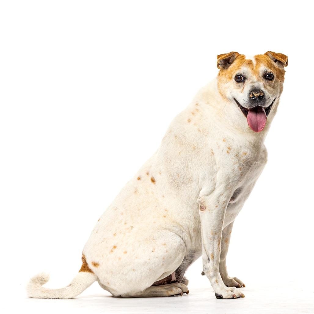 Enlarge Peanut, a Adoptable Mixed Breed in Reno, NV image 2/6