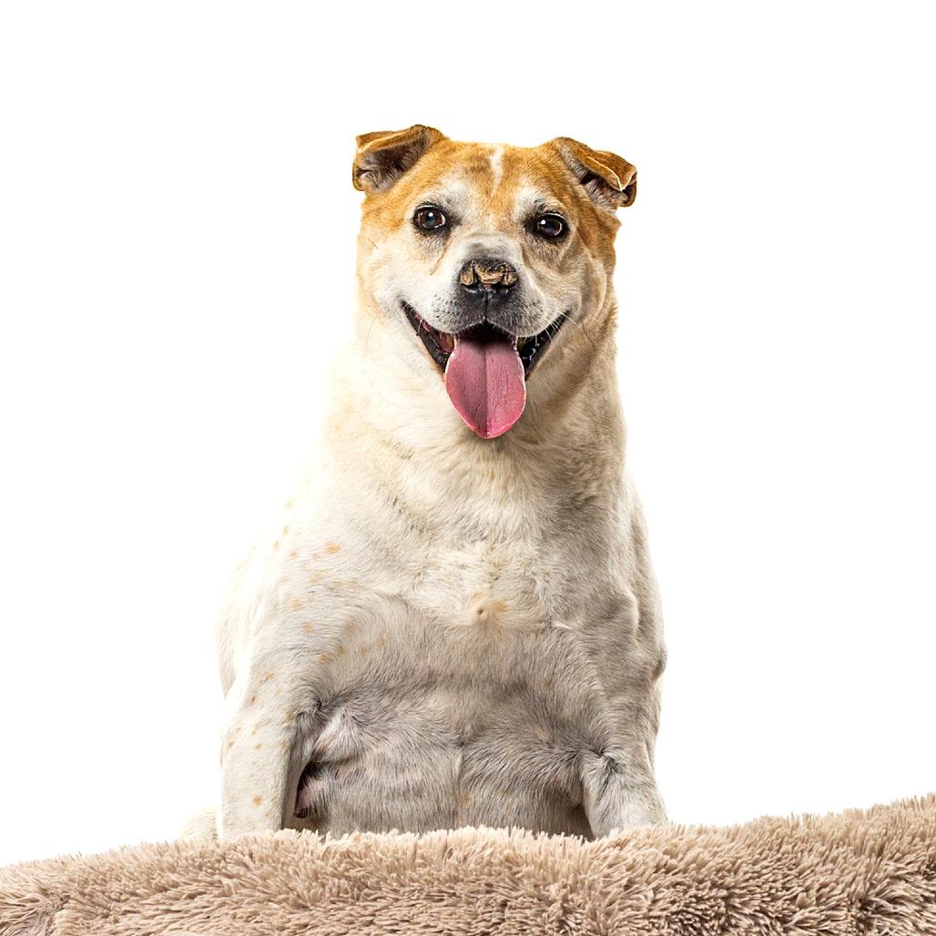 Enlarge Peanut, a Adoptable Mixed Breed in Reno, NV image 3/6