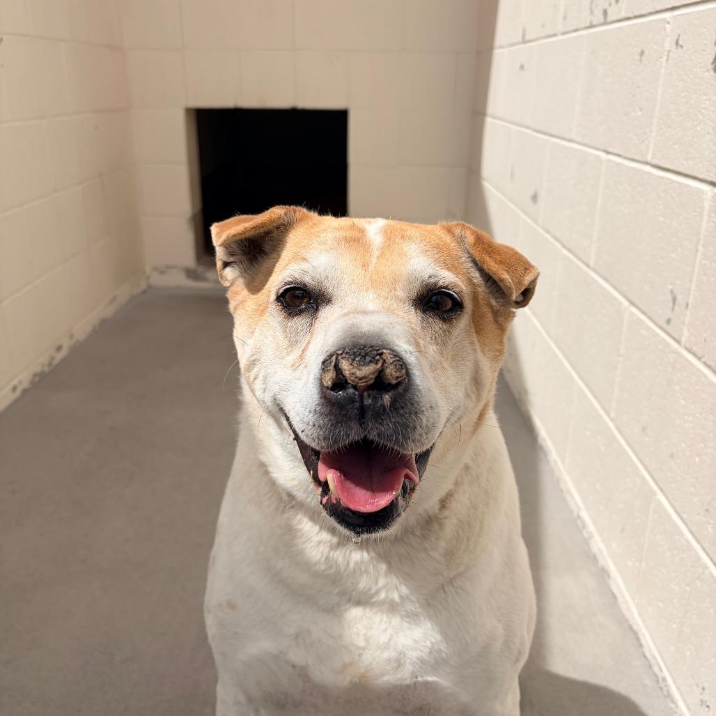 Enlarge Peanut, a Adoptable Mixed Breed in Reno, NV image 4/6