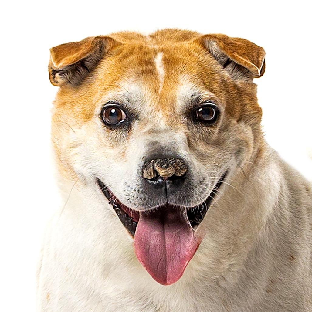 Enlarge Peanut, a Adoptable Mixed Breed in Reno, NV image 5/6