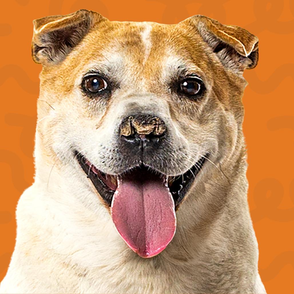 Enlarge Peanut, a Adoptable Mixed Breed in Reno, NV image 6/6
