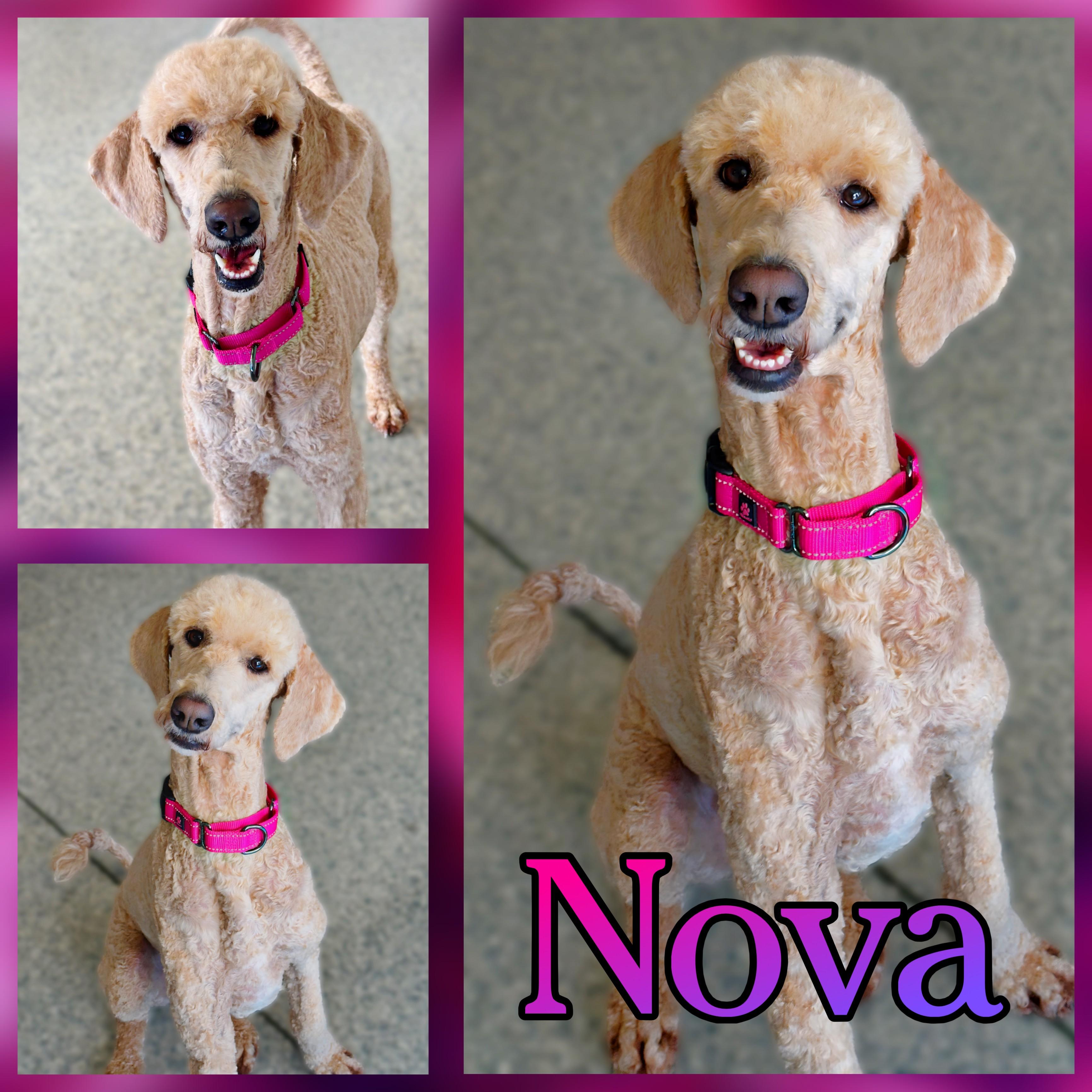 Nova, Adopted, Adult Female Goldendoodle.