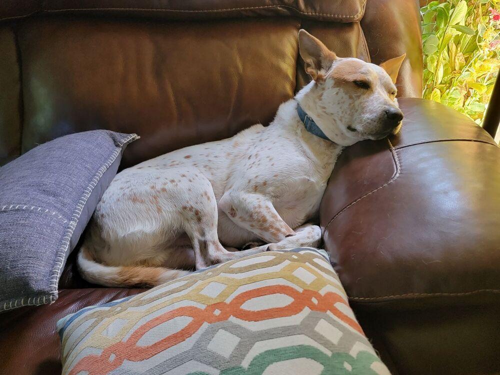 Enlarge Tex, a Adoptable mixed breed in Washington, DC image 1/6