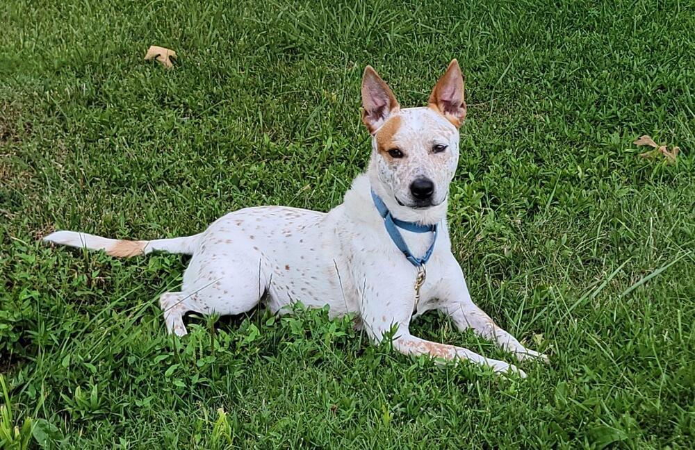 Enlarge Tex, a Adoptable mixed breed in Washington, DC image 2/6