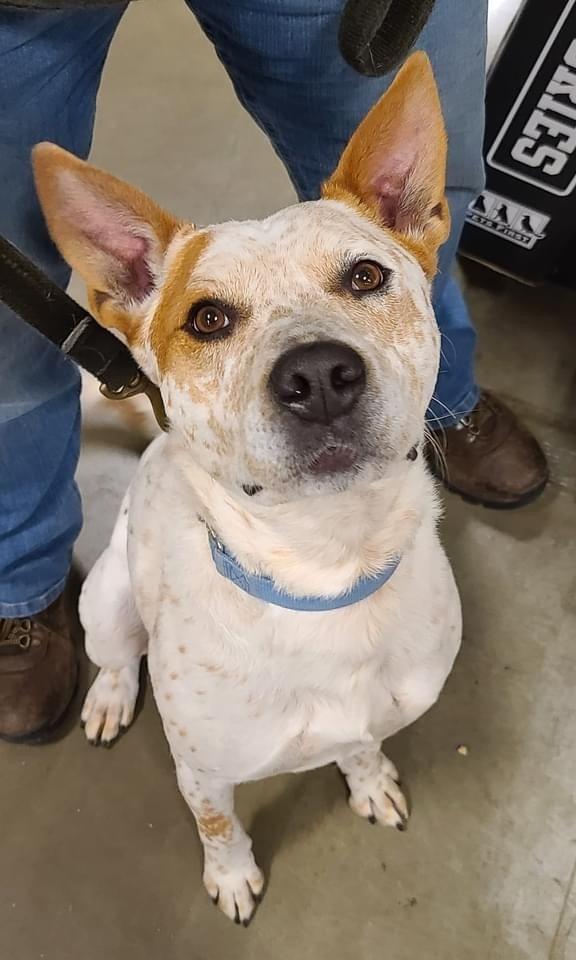 Enlarge Tex, a Adoptable mixed breed in Washington, DC image 3/6