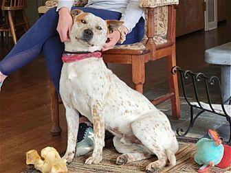 Enlarge Tex, a Adoptable mixed breed in Washington, DC image 4/6