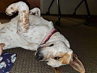 Enlarge Tex, a Adoptable mixed breed in Washington, DC image 5/6