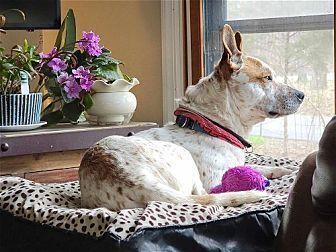 Enlarge Tex, a Adoptable mixed breed in Washington, DC image 6/6