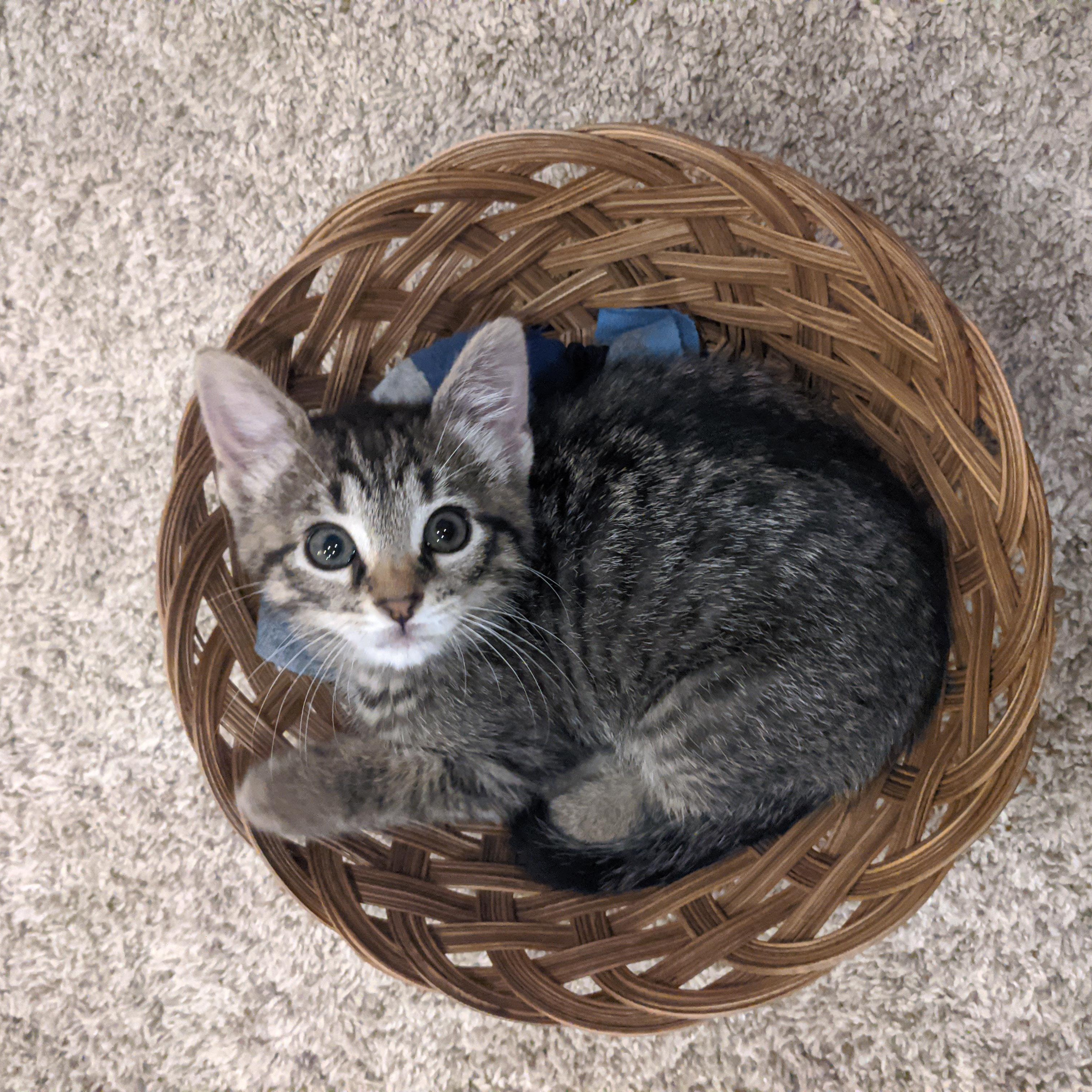Biscotti