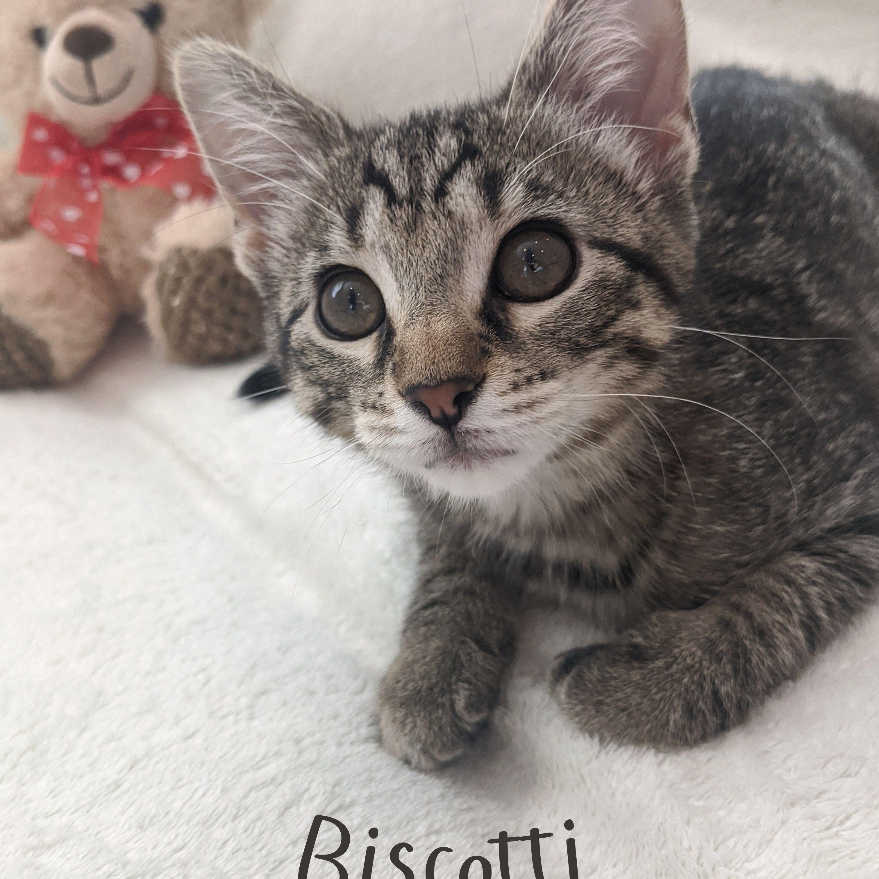 Biscotti
