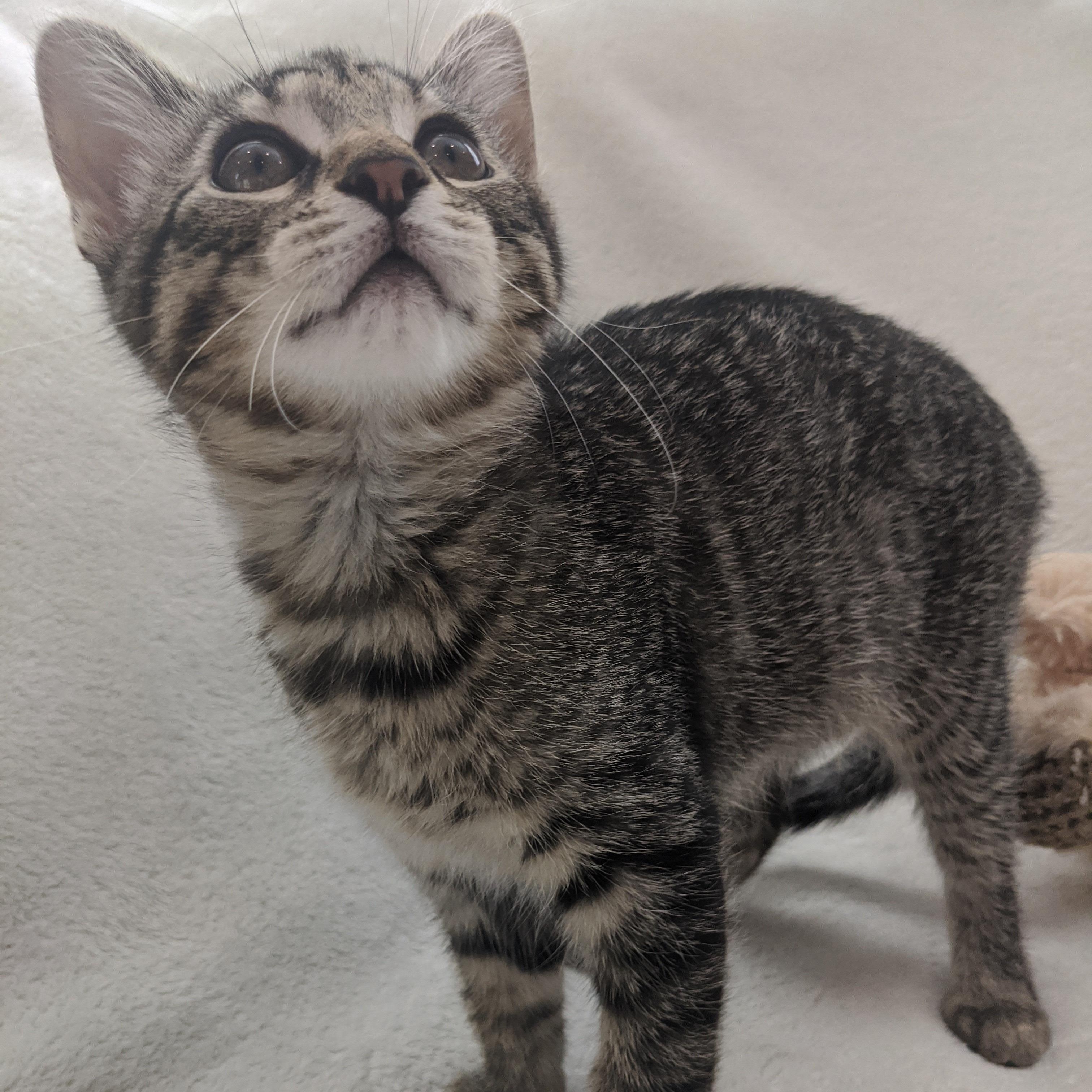 Biscotti
