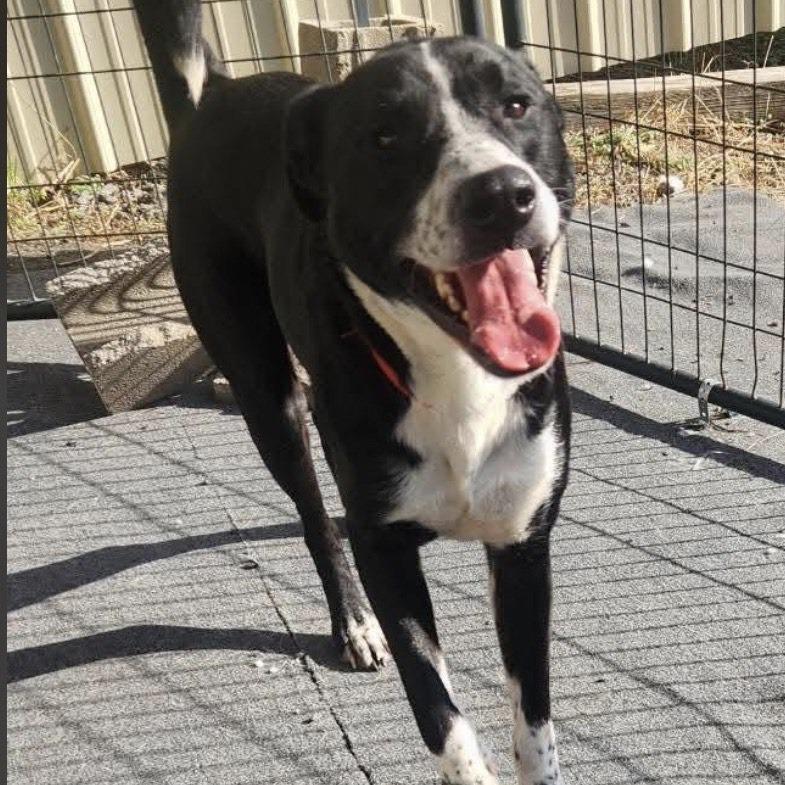 Smokey, Adoptable, Adult Male Labrador Retriever & Mixed Breed.