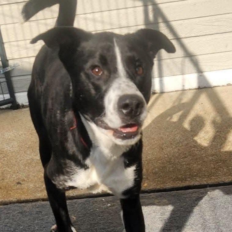 Enlarge Smokey, a Adoptable mixed breed in Cleveland, TN image 2/2