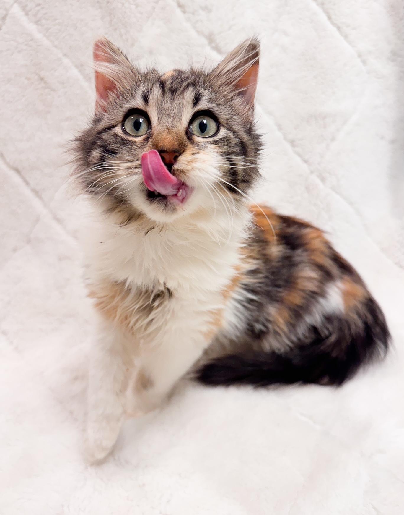 LUMI, Young Female Calico