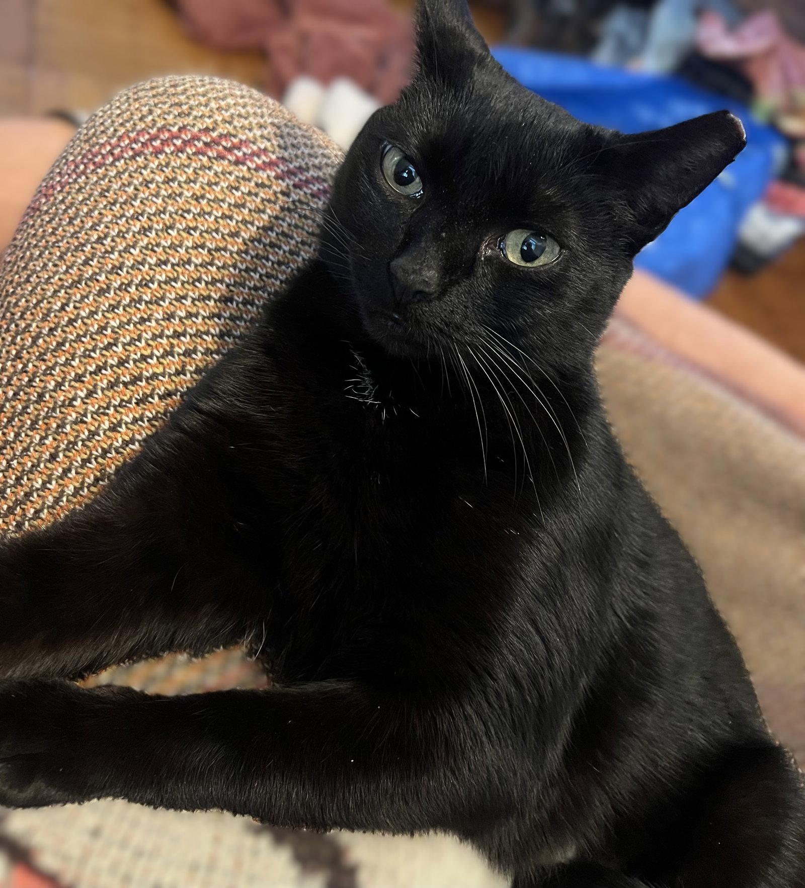 Enlarge Merci 2 years female, a Adoptable Domestic Short Hair in Sterling, MA image 1/1