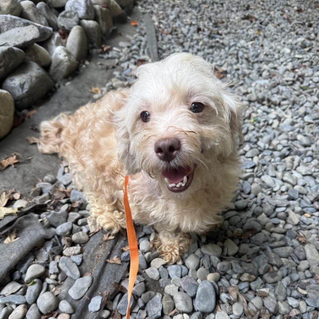 Fish, Adoptable, Adult Female Mixed Breed.