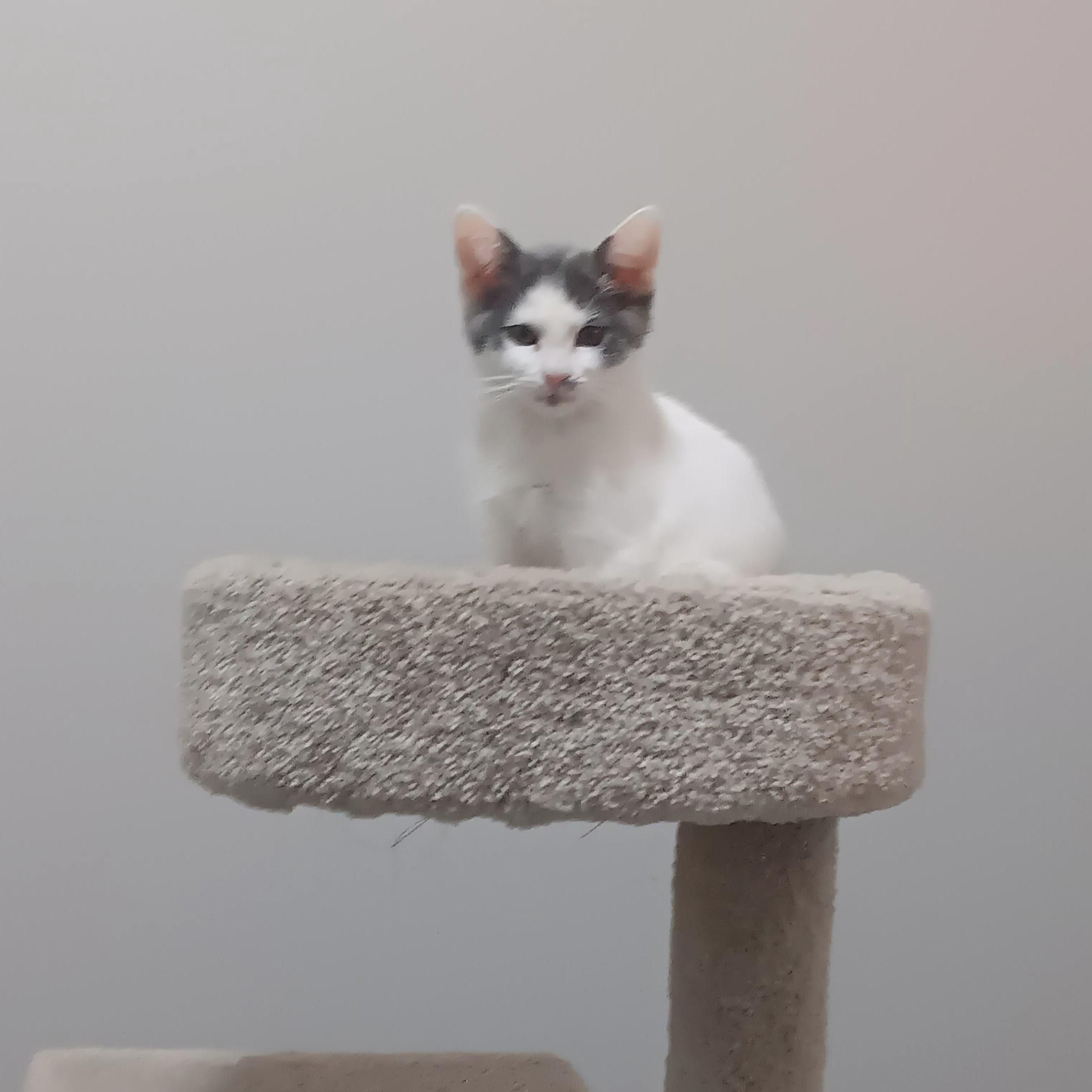 Enlarge Ferb (pronounced "Fur-bee"), a ADOPTABLE Domestic Short Hair in Chicago, IL image 2/2