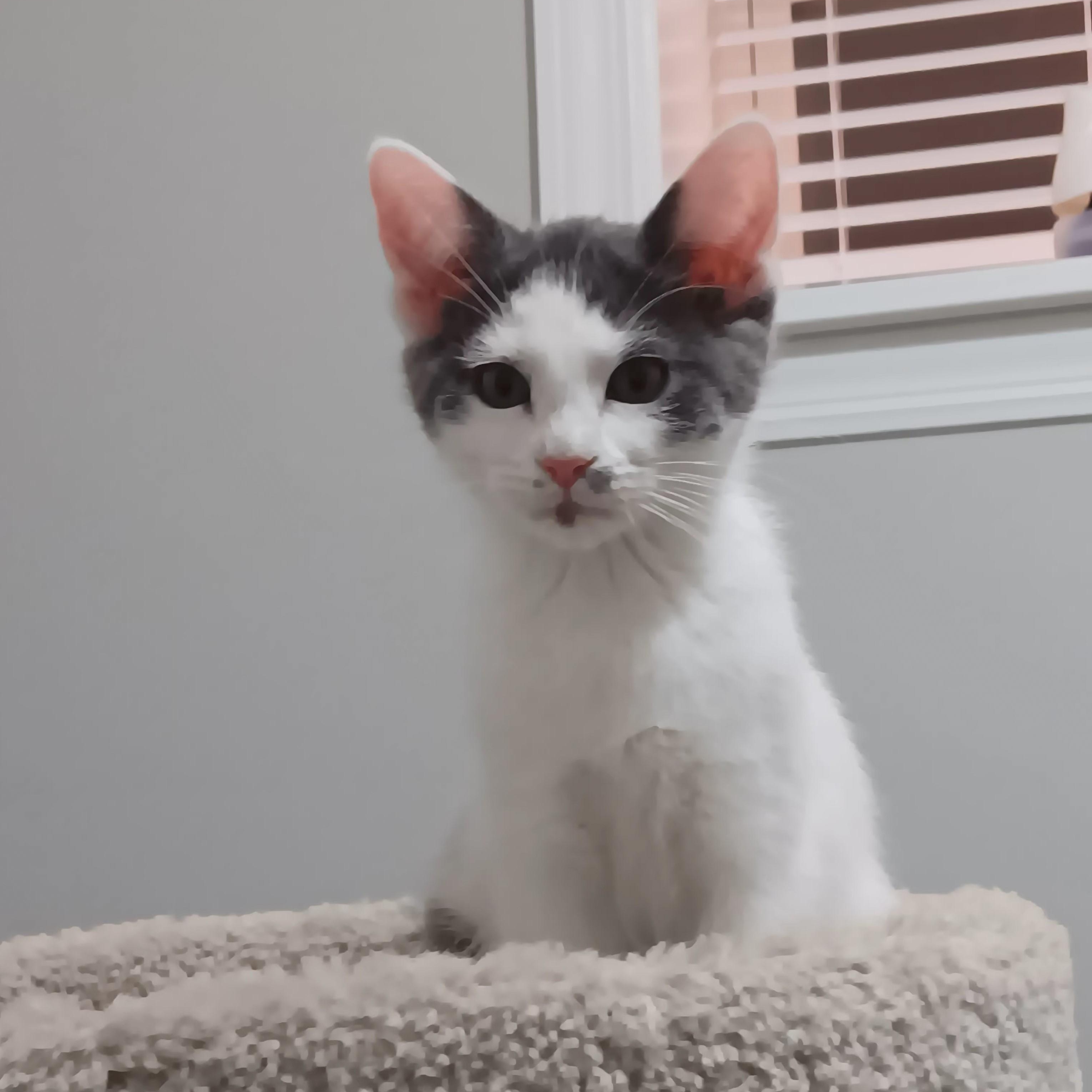 Enlarge Ferb (pronounced "Fur-bee"), a ADOPTABLE Domestic Short Hair in Chicago, IL image 1/2