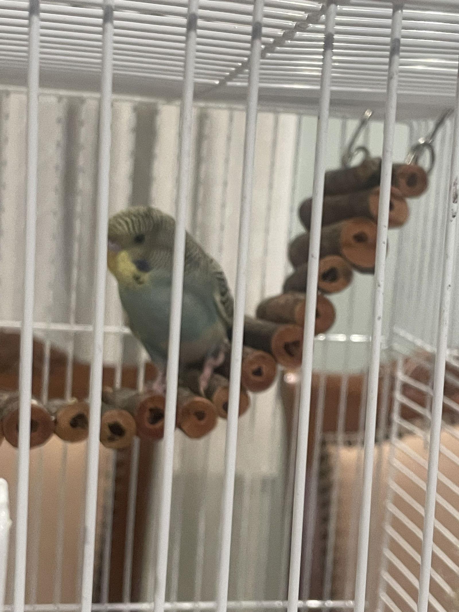 Quiche and Luka, a Adoptable Budgie / Budgerigar in Belford, NJ image 1/3