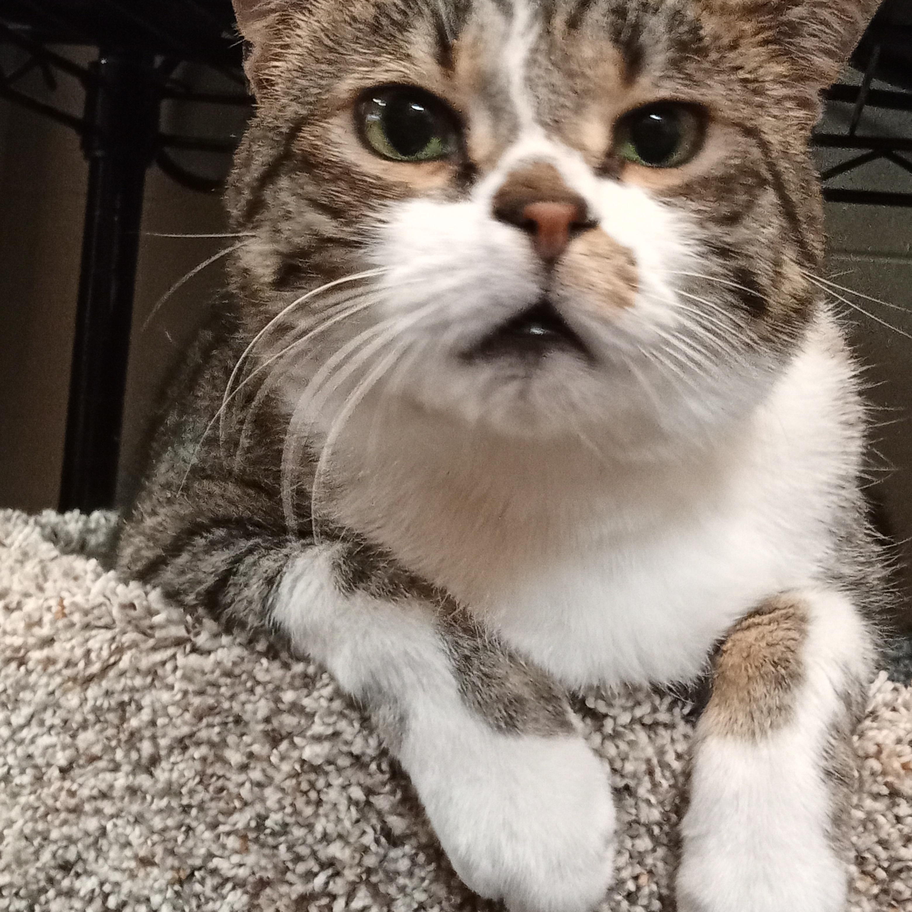 Enlarge Elmer, a ADOPTABLE Domestic Short Hair in Chehalis, WA image 1/6