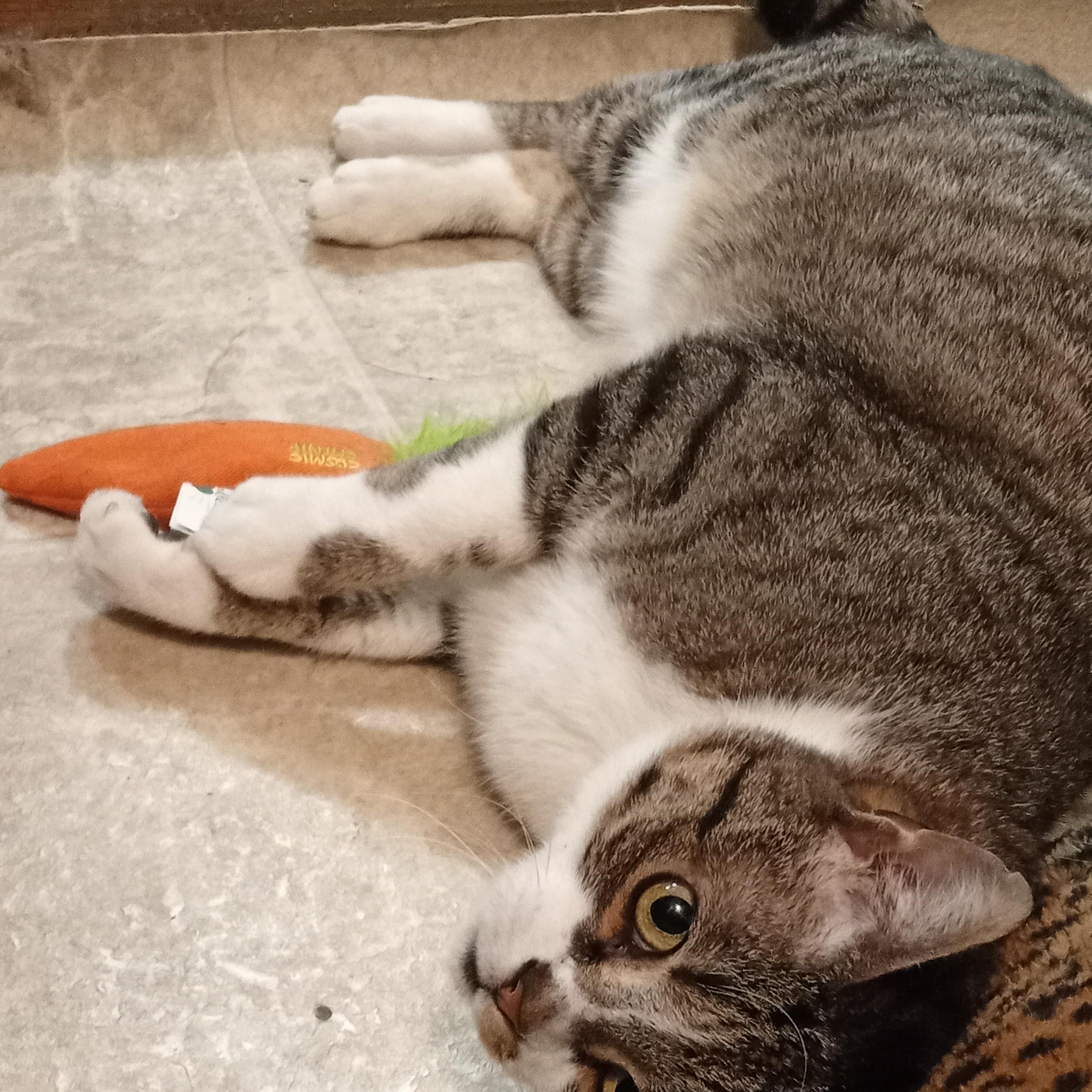 Enlarge Elmer, a ADOPTABLE Domestic Short Hair in Chehalis, WA image 3/6