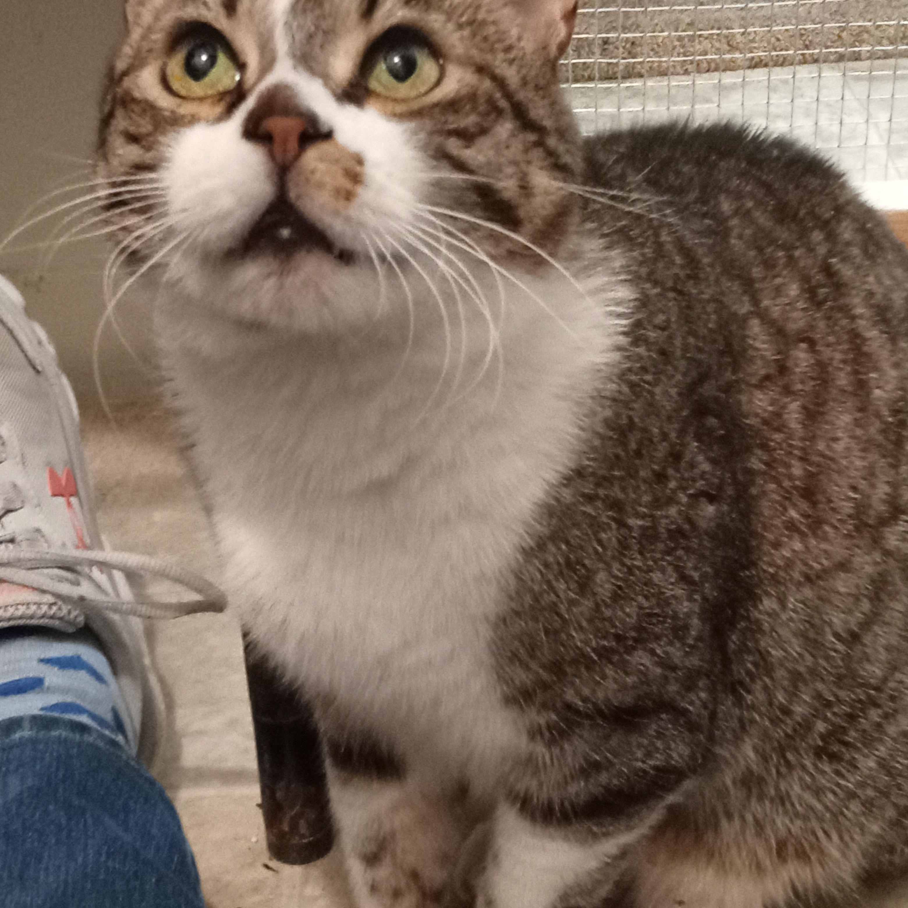 Enlarge Elmer, a ADOPTABLE Domestic Short Hair in Chehalis, WA image 6/6