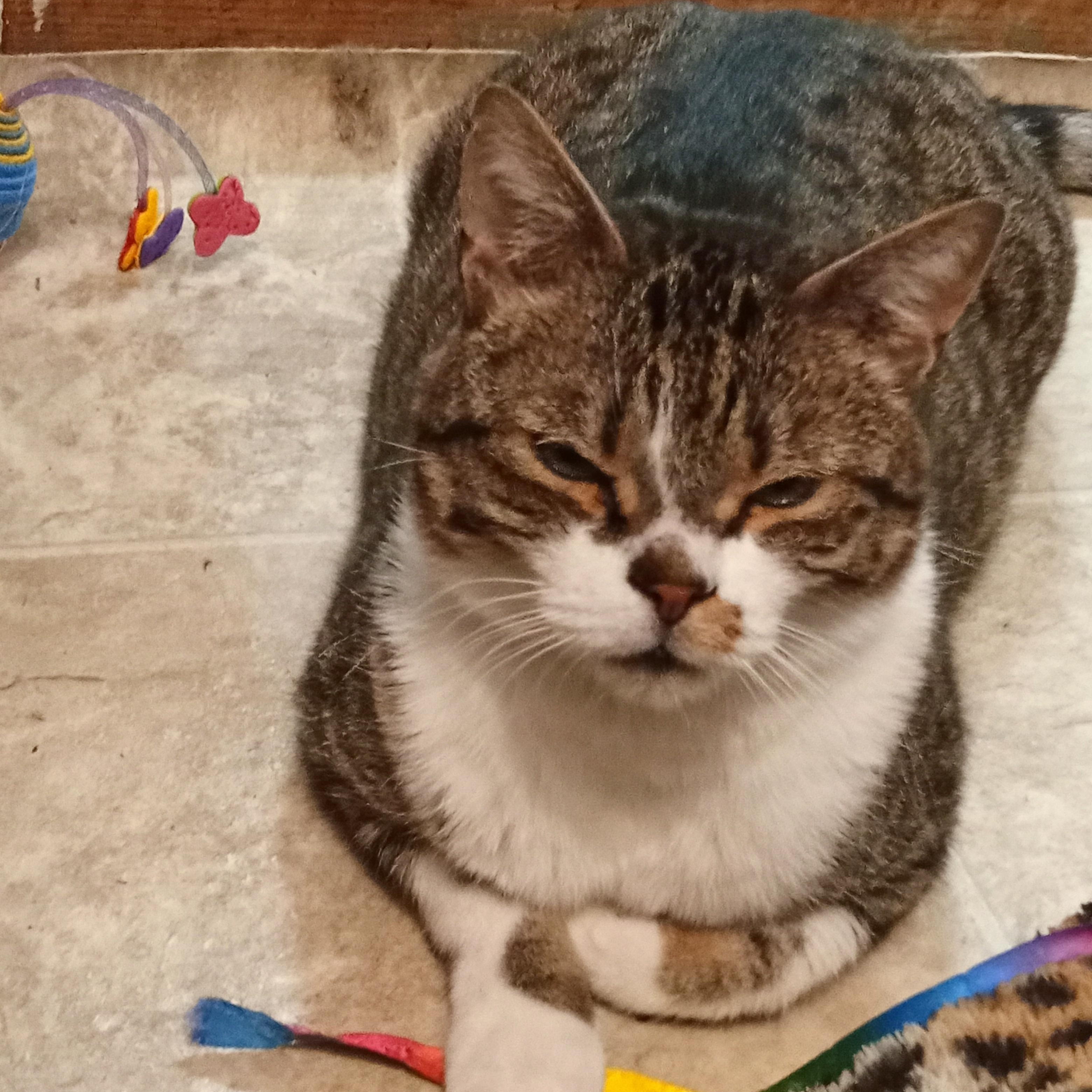 Enlarge Elmer, a ADOPTABLE Domestic Short Hair in Chehalis, WA image 2/6