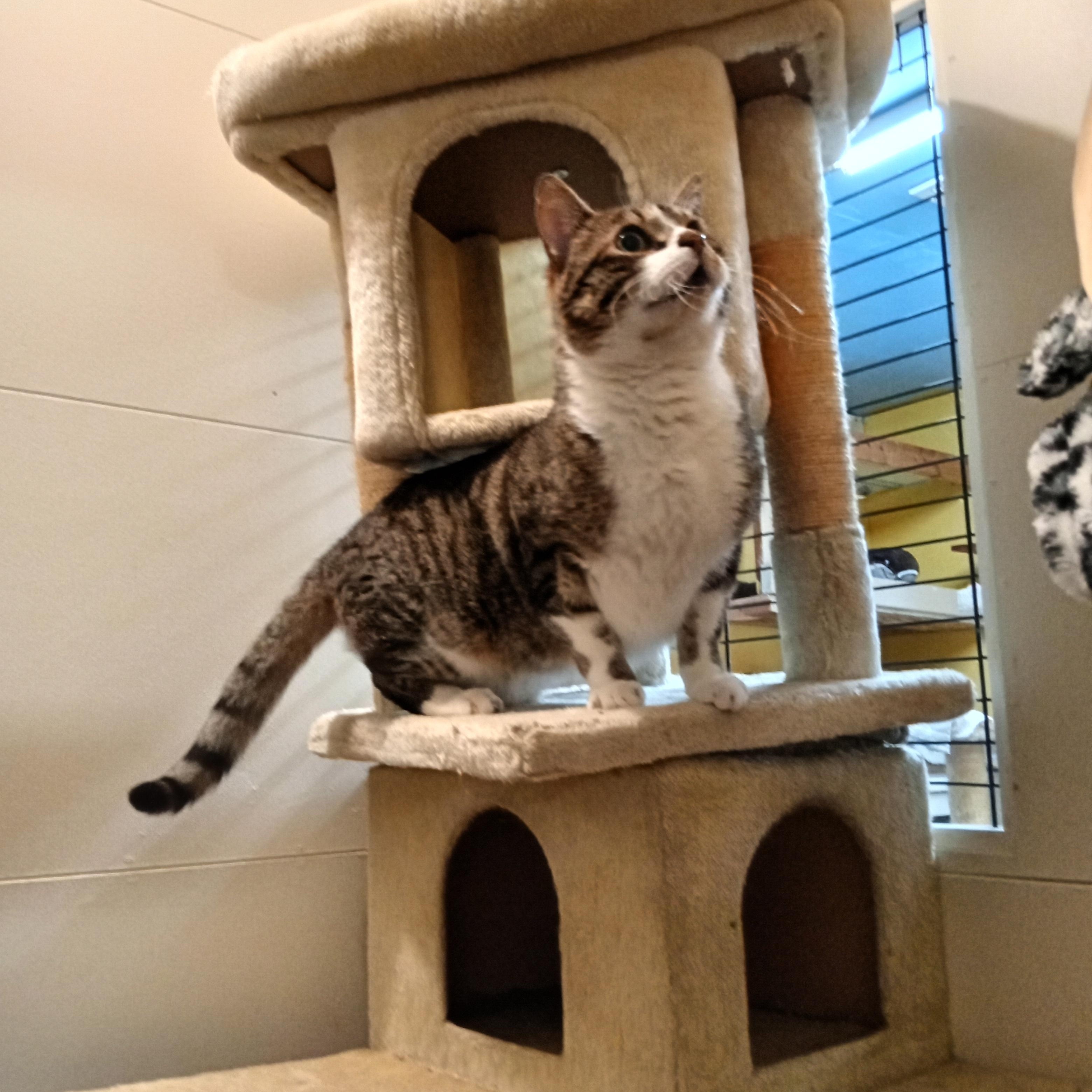 Enlarge Elmer, a ADOPTABLE Domestic Short Hair in Chehalis, WA image 4/6