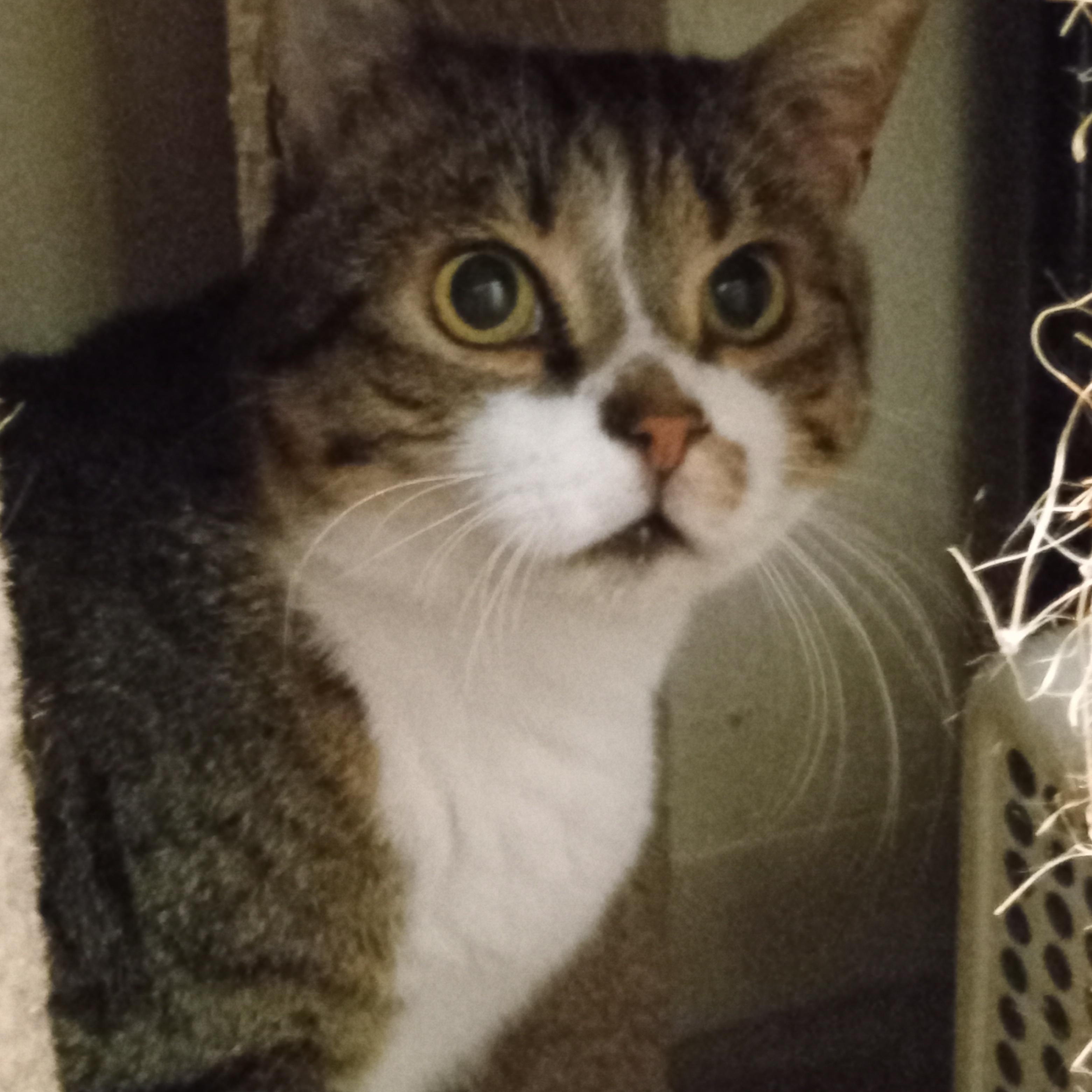 Enlarge Elmer, a ADOPTABLE Domestic Short Hair in Chehalis, WA image 5/6