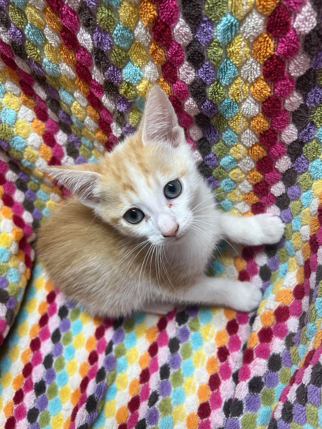Enlarge Apple Jack, a Adoptable Domestic Short Hair in Maple Heights, OH image 1/3
