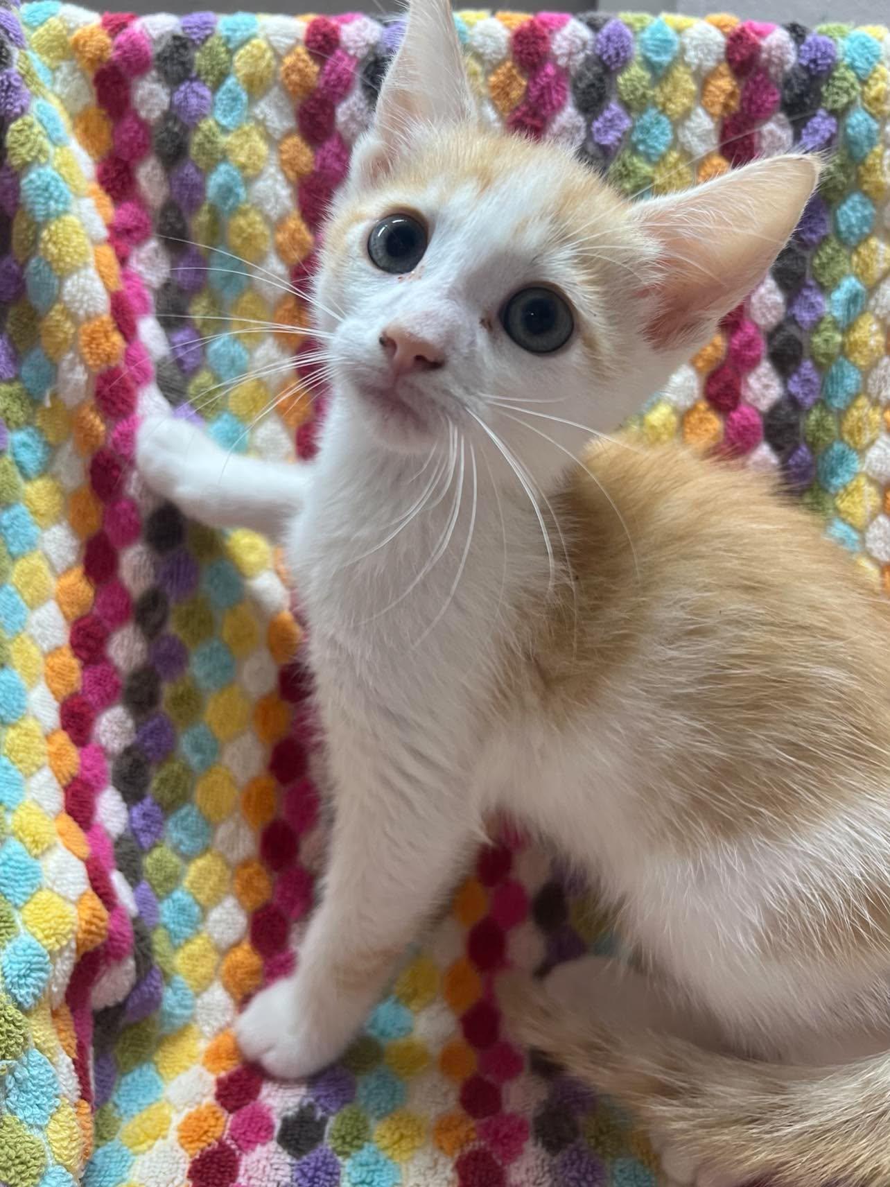Enlarge Apple Jack, a Adoptable Domestic Short Hair in Maple Heights, OH image 2/3