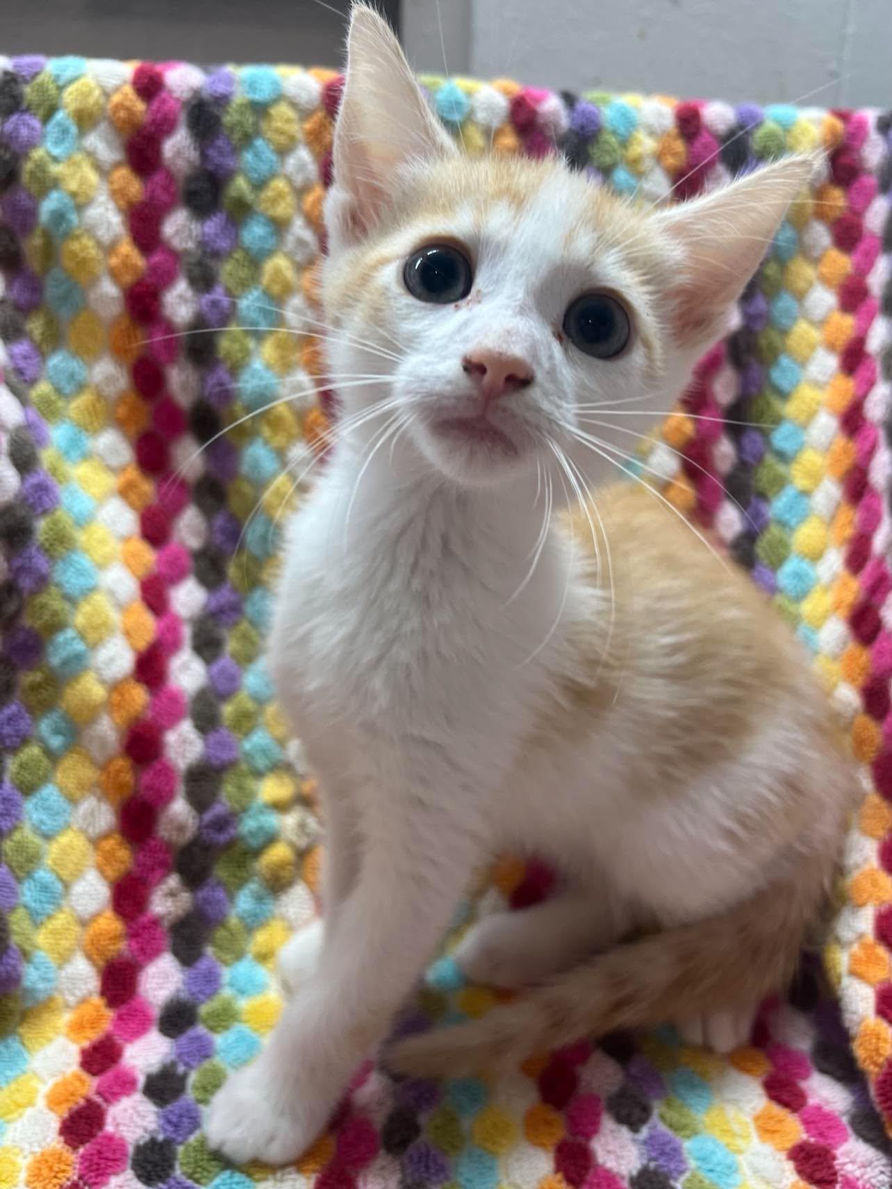 Enlarge Apple Jack, a Adoptable Domestic Short Hair in Maple Heights, OH image 3/3