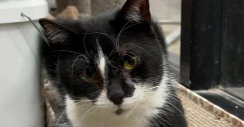 Chase, Adoptable, Adult Male Domestic Short Hair.