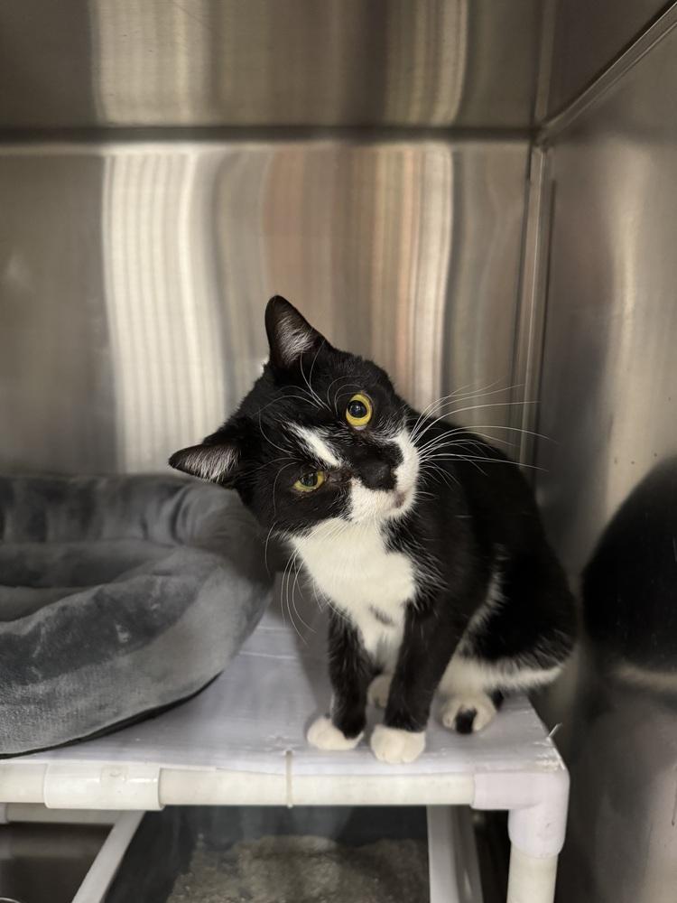 Chase, a Adoptable mixed breed in Pittstown, NJ image 2/2