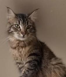 Enlarge Poe, a ADOPTABLE mixed breed in Lompoc, CA image 1/1