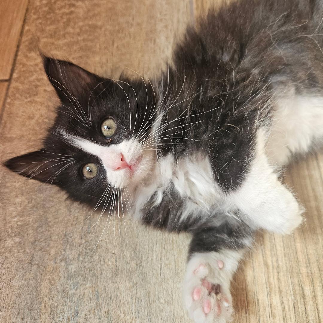 FIFA, adopted, Kitten Female Domestic Medium Hair & Maine Coon.