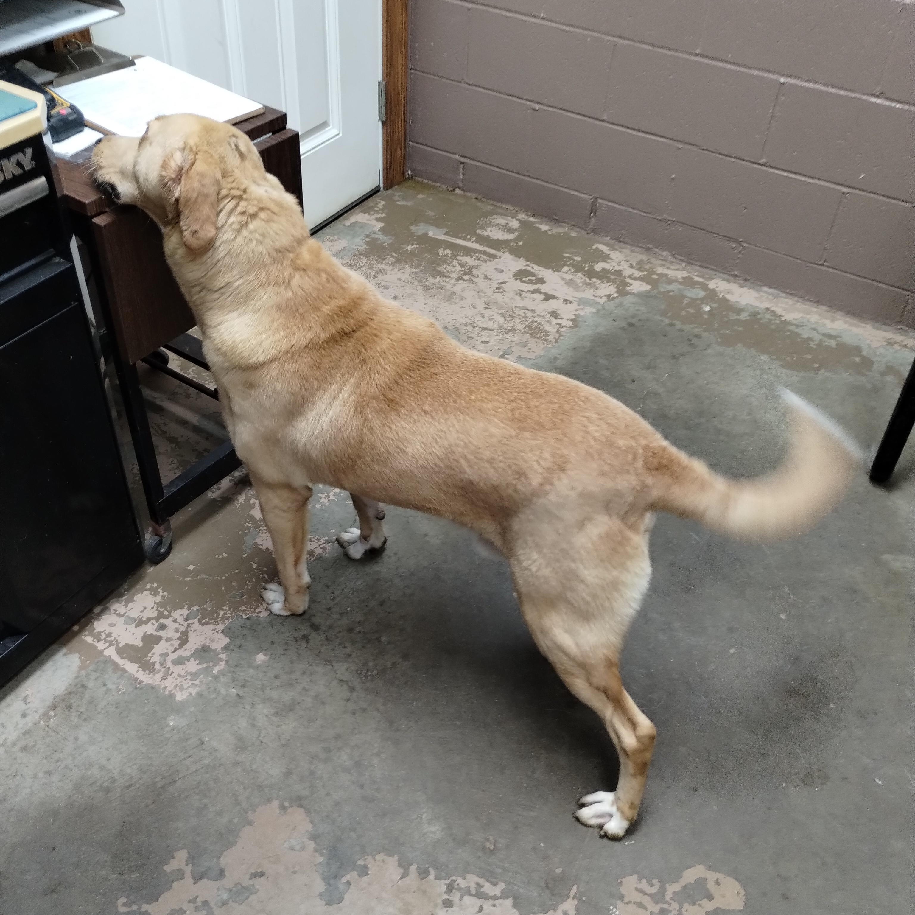 25-145 Available 10-1-25, a Adoptable mixed breed in Carrollton, OH image 1/5