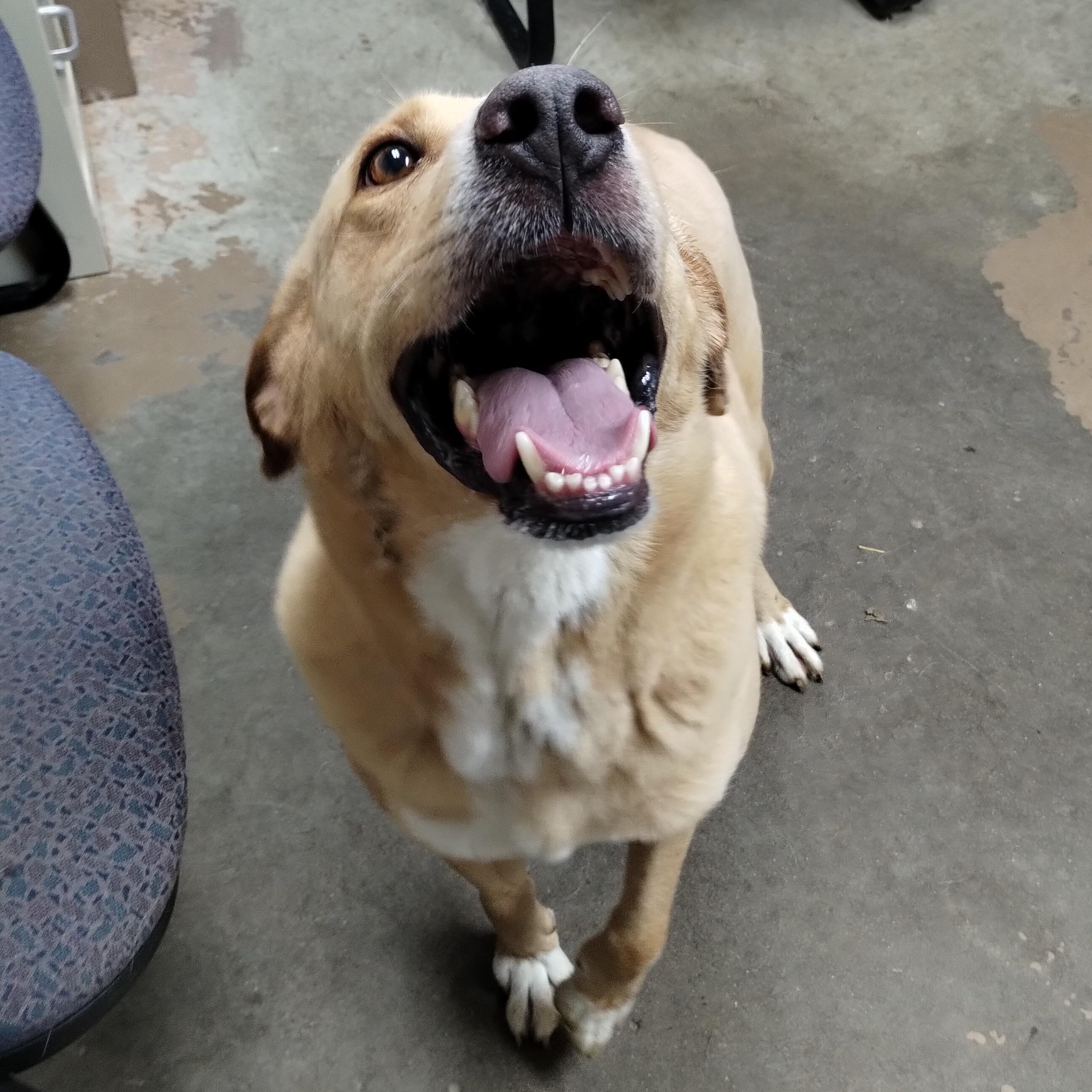 25-145 Available 10-1-25, a Adoptable mixed breed in Carrollton, OH image 2/5