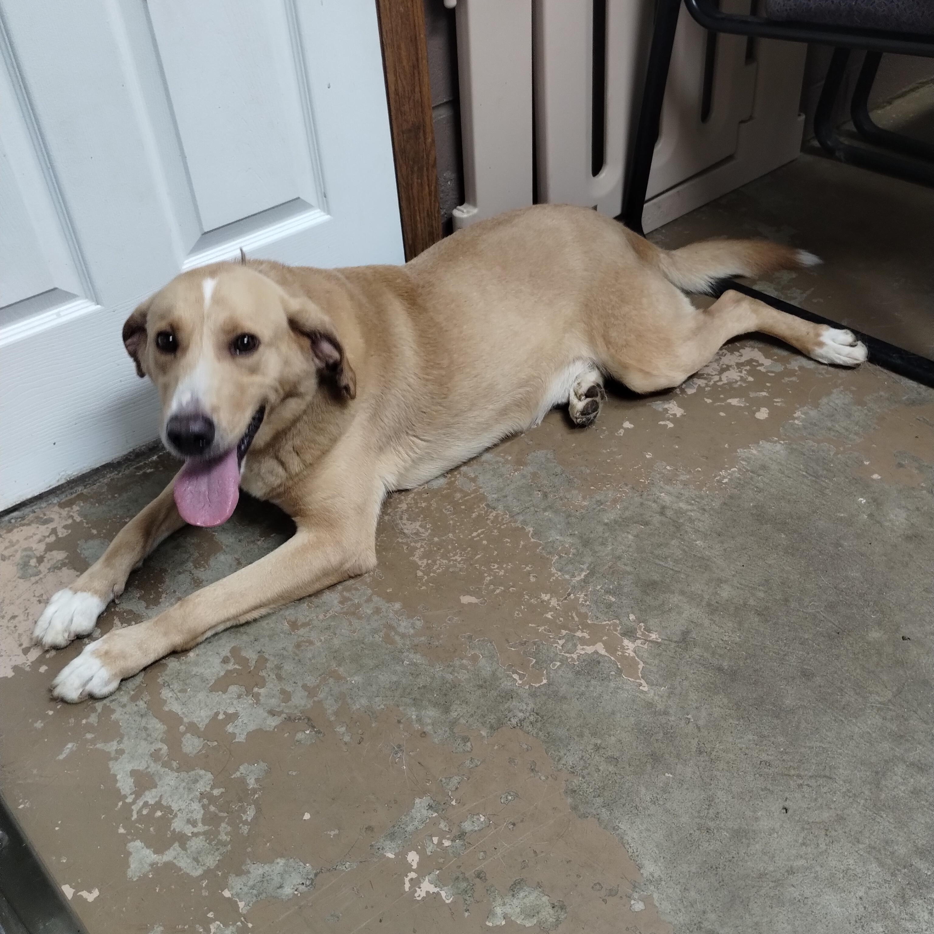 25-145 Available 10-1-25, a Adoptable mixed breed in Carrollton, OH image 3/5