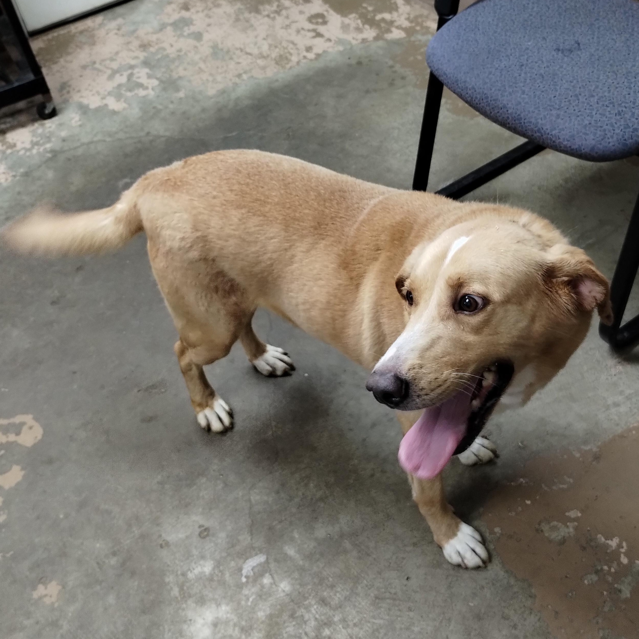 25-145 Available 10-1-25, a Adoptable mixed breed in Carrollton, OH image 4/5