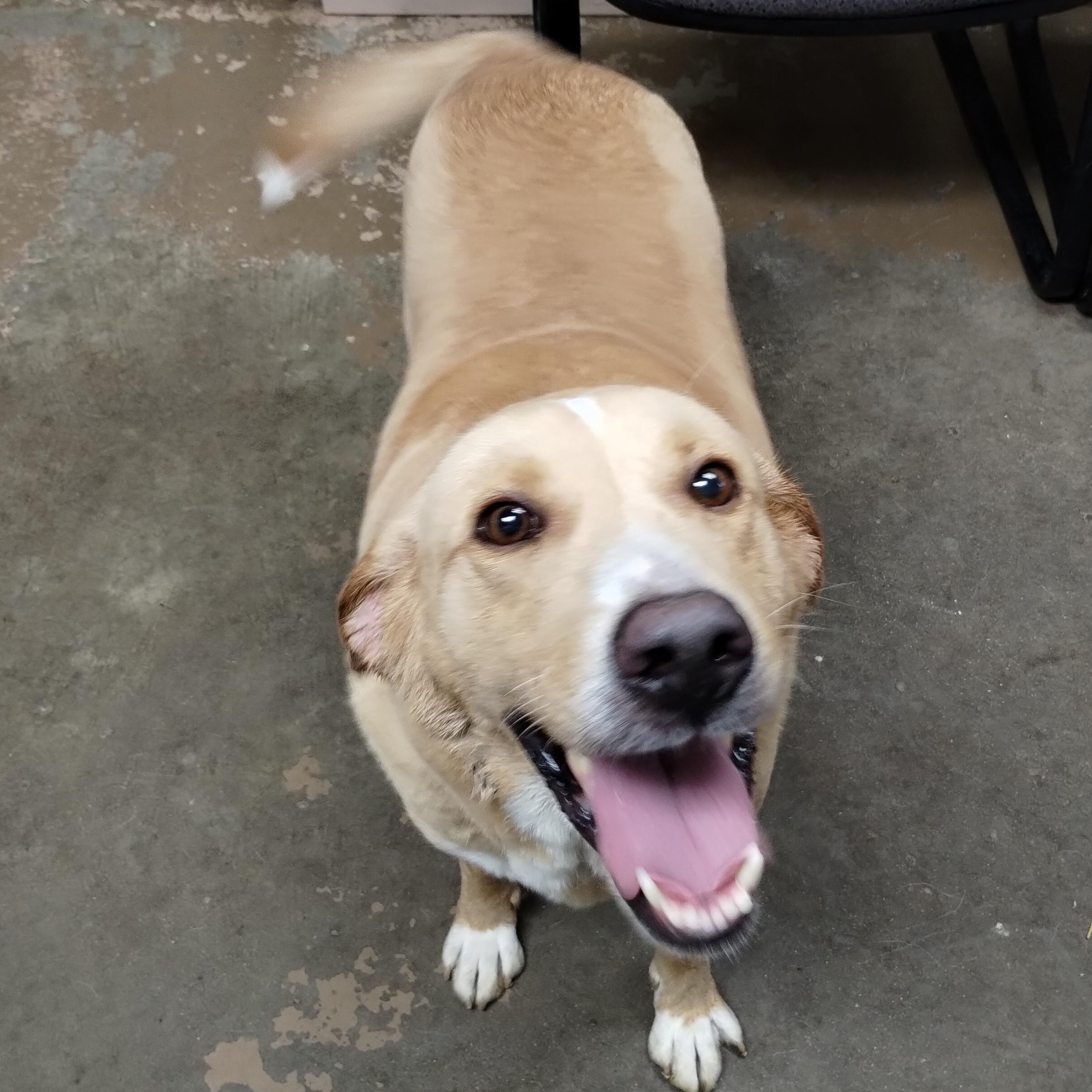 25-145 Available 10-1-25, a Adoptable mixed breed in Carrollton, OH image 5/5